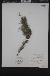 Cupressus macrocarpa image