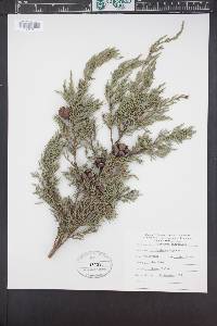 Cupressus macrocarpa image