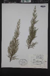 Cupressus macrocarpa image