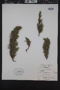 Cupressus macrocarpa image