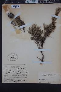 Cupressus macrocarpa image