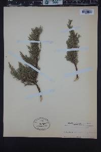 Cupressus macrocarpa image