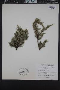 Cupressus macrocarpa image
