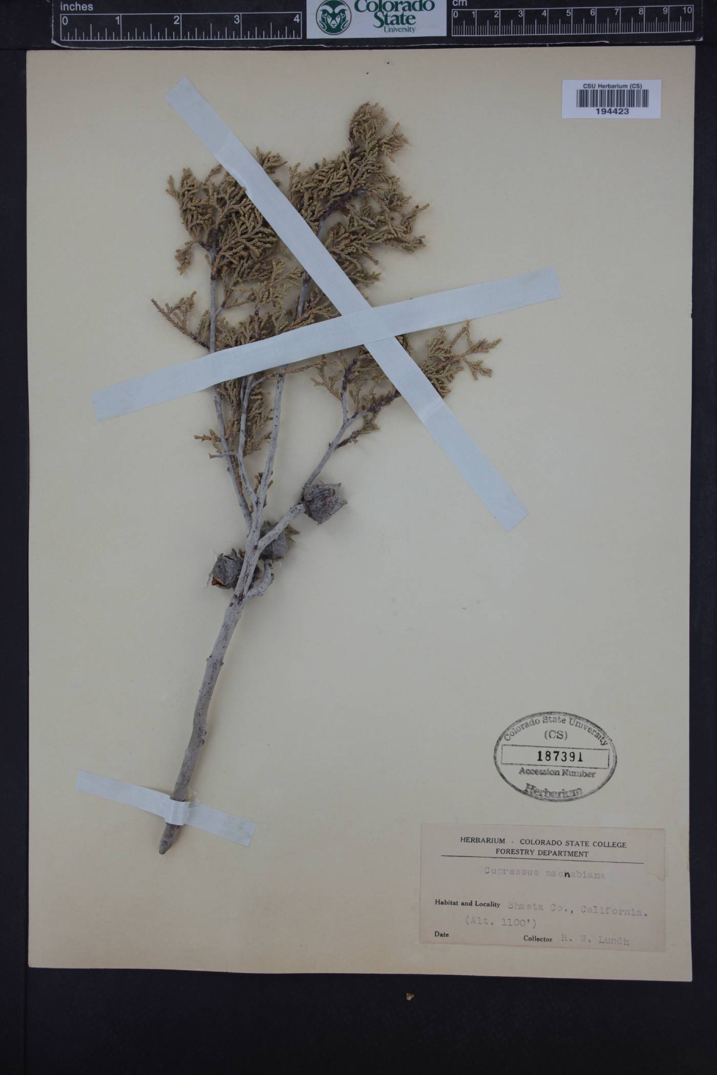 Cupressus macnabiana image