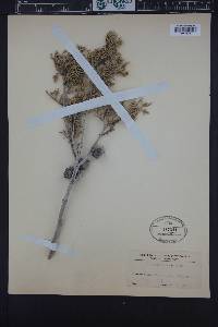 Cupressus macnabiana image