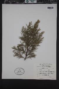 Cupressus macnabiana image