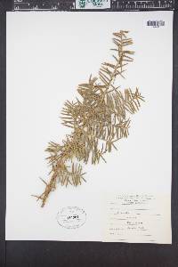 Taxus canadensis image
