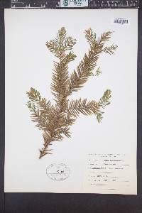 Taxus canadensis image