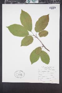 Betula alleghaniensis image