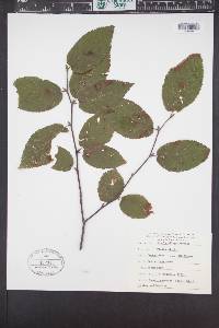 Betula alleghaniensis image