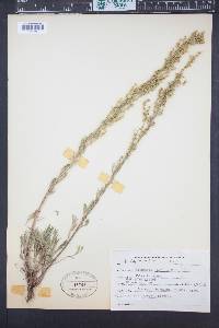 Artemisia borealis image