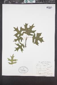 Quercus coccinea image