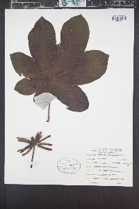 Cecropia schreberiana image