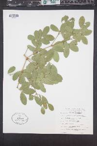Guaiacum officinale image