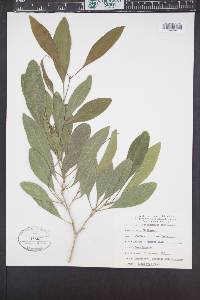 Citharexylum spinosum image