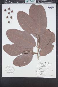 Coccoloba diversifolia image