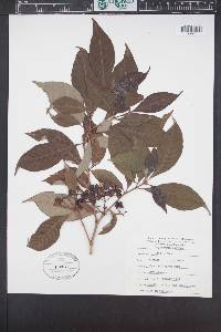 Psychotria nervosa image