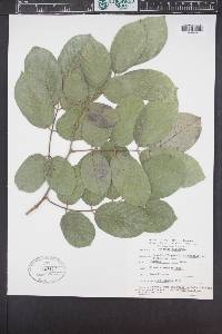 Piscidia piscipula image