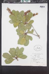 Bucida buceras image