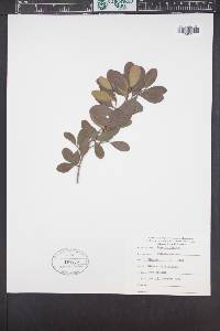 Eugenia foetida image