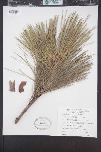 Pinus resinosa image