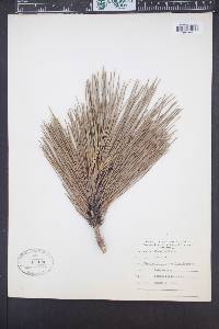 Pinus resinosa image