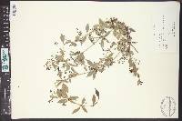 Galium circaezans var. circaezans image