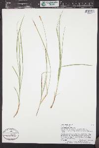 Carex foenea image