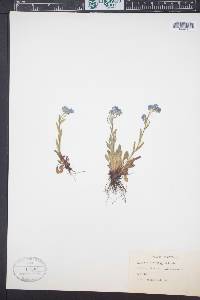 Myosotis asiatica image