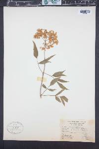 Sambucus racemosa subsp. racemosa image
