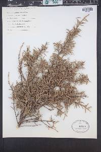 Tsuga mertensiana image