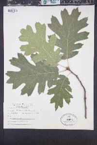 Quercus kelloggii image