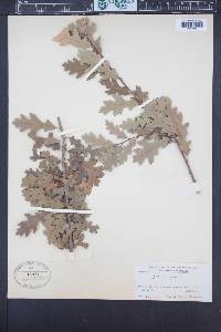 Quercus lobata image