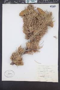 Pinus flexilis image