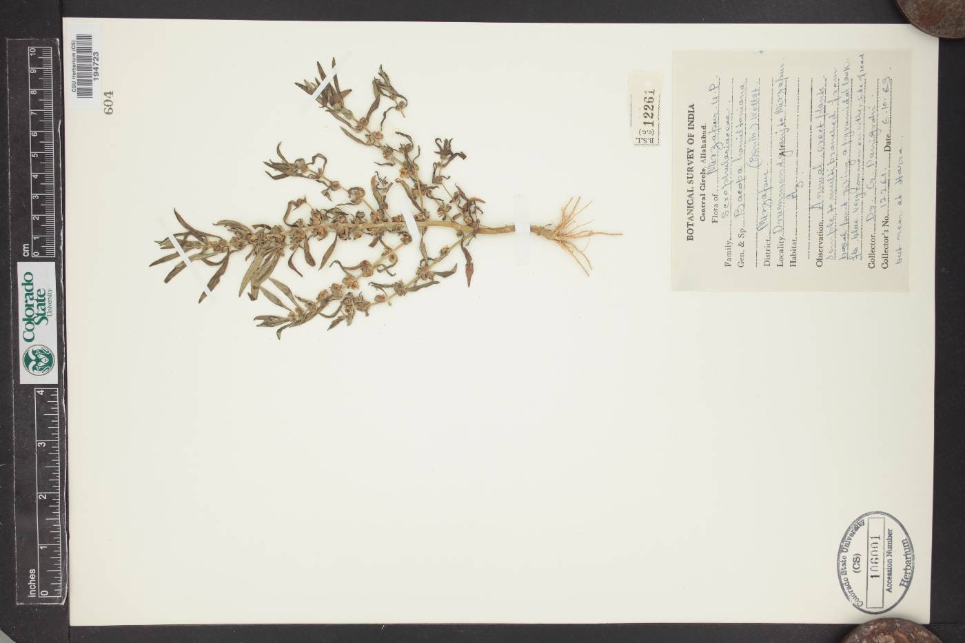 Bacopa hamiltoniana image