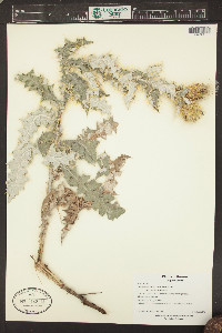 Cirsium ochrocentrum image