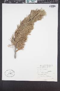 Pinus flexilis image