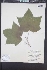 Rubus parviflorus image