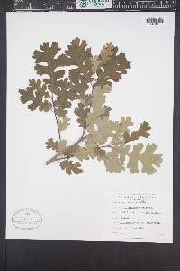 Quercus lobata image