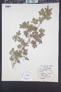 Ribes montigenum image