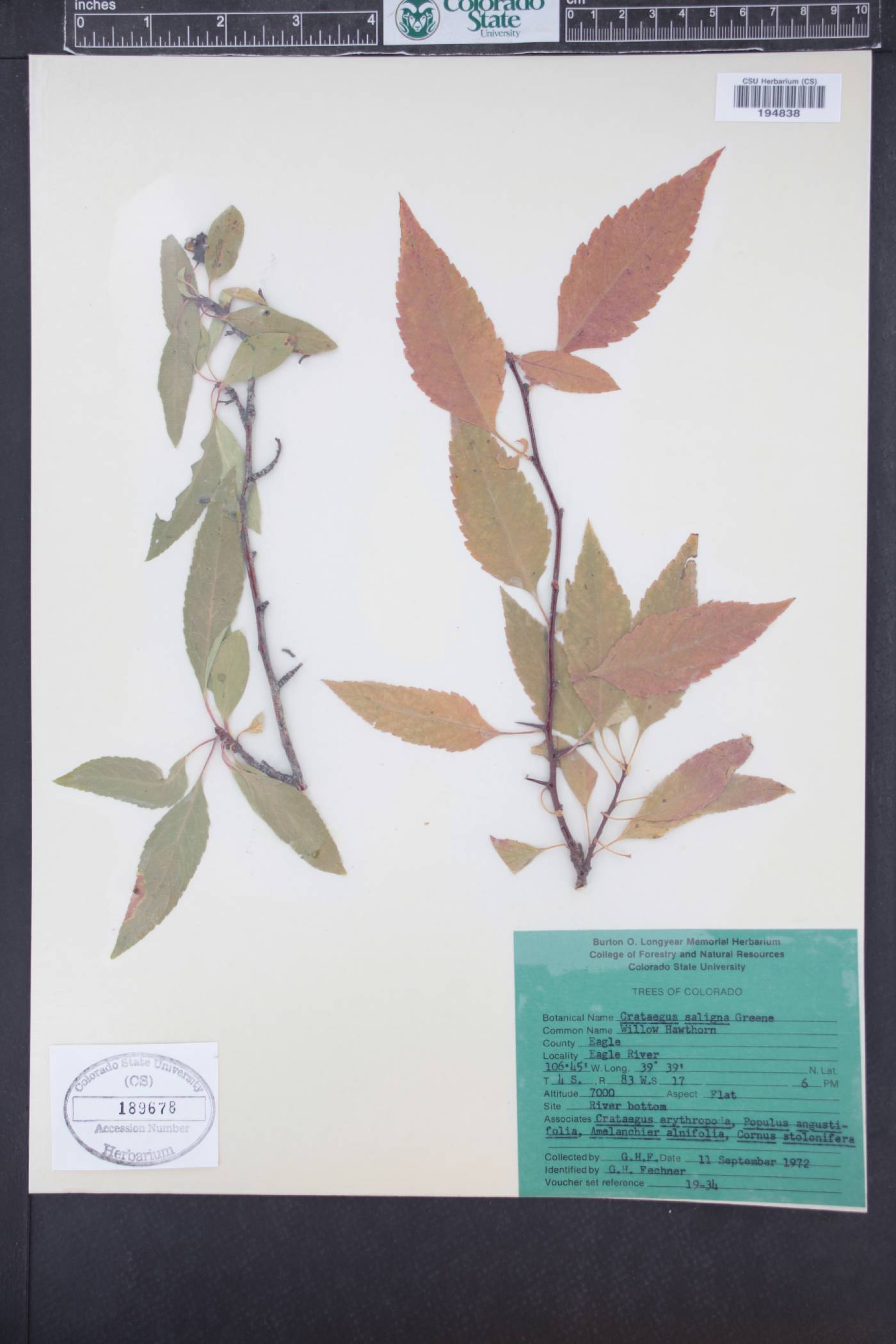Crataegus saligna image