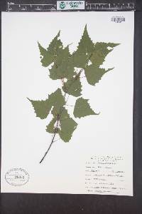 Betula populifolia image