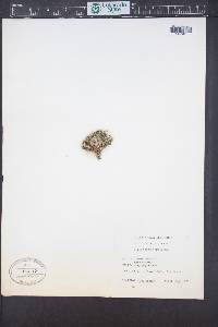 Silene acaulis image