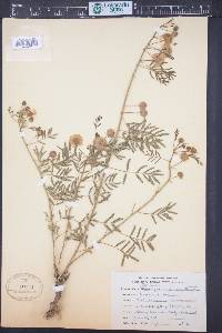 Mimosa microphylla image