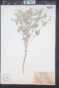 Pediomelum argophyllum image
