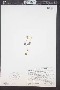 Saxifraga chrysantha image