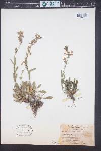Penstemon virens image