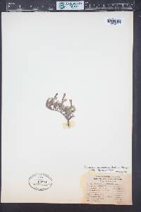 Penstemon caespitosus image