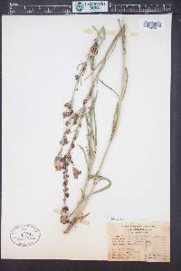 Penstemon comarrhenus image