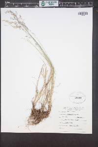 Poa nemoralis image
